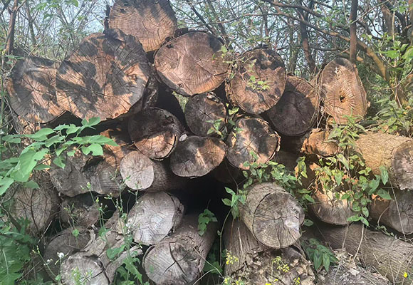 一批涉案木材網(wǎng)絡拍賣公告